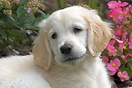 8 week old Golden Retriever puppy named Archie