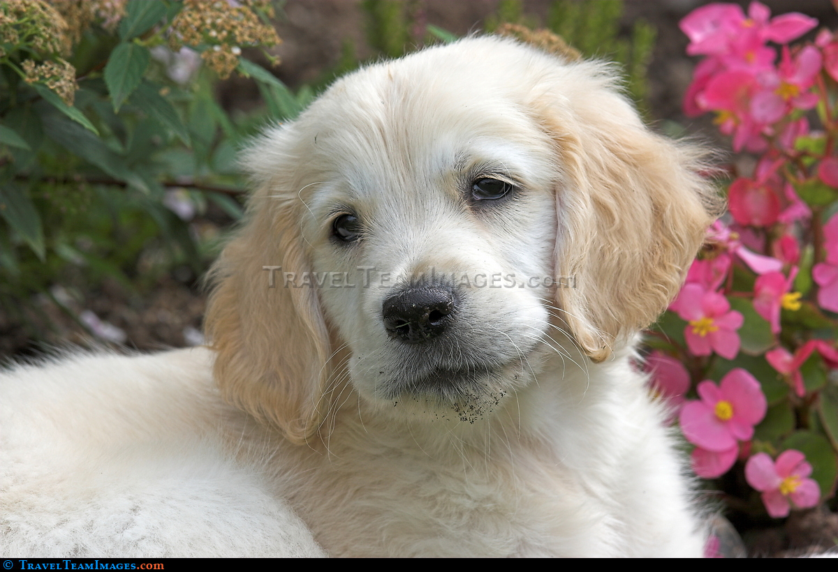 Golden Retriever Puppy