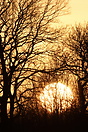 Winter sunset as seen through woodland