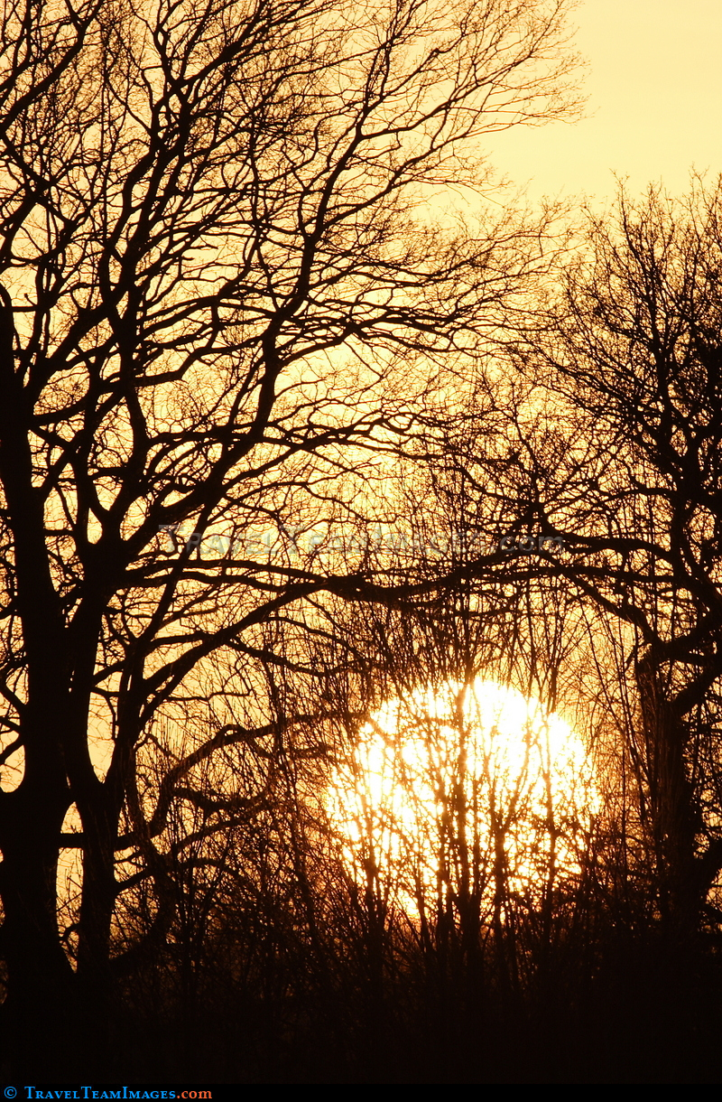 Sunset through trees