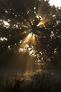 Sun bursting through the trees on a damp misty morning