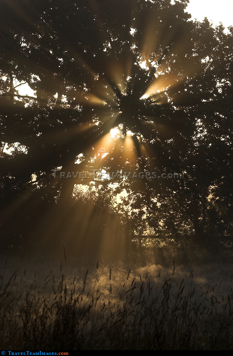 Woodland sunrise