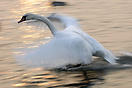 One of many swans on the Vistula River in Krakow, Poland