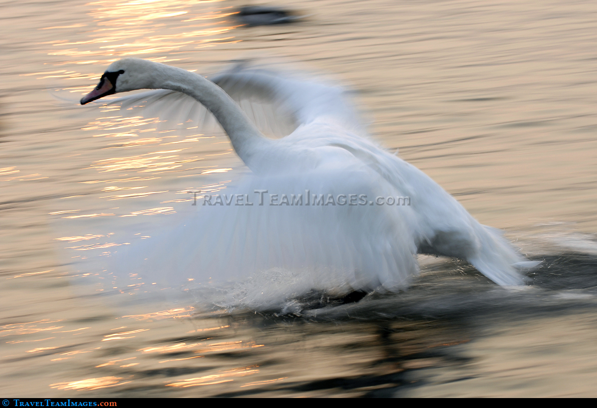 Swan on Vistula