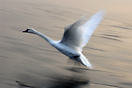 One of many Swans on the Vistula River in Krakow, Poland