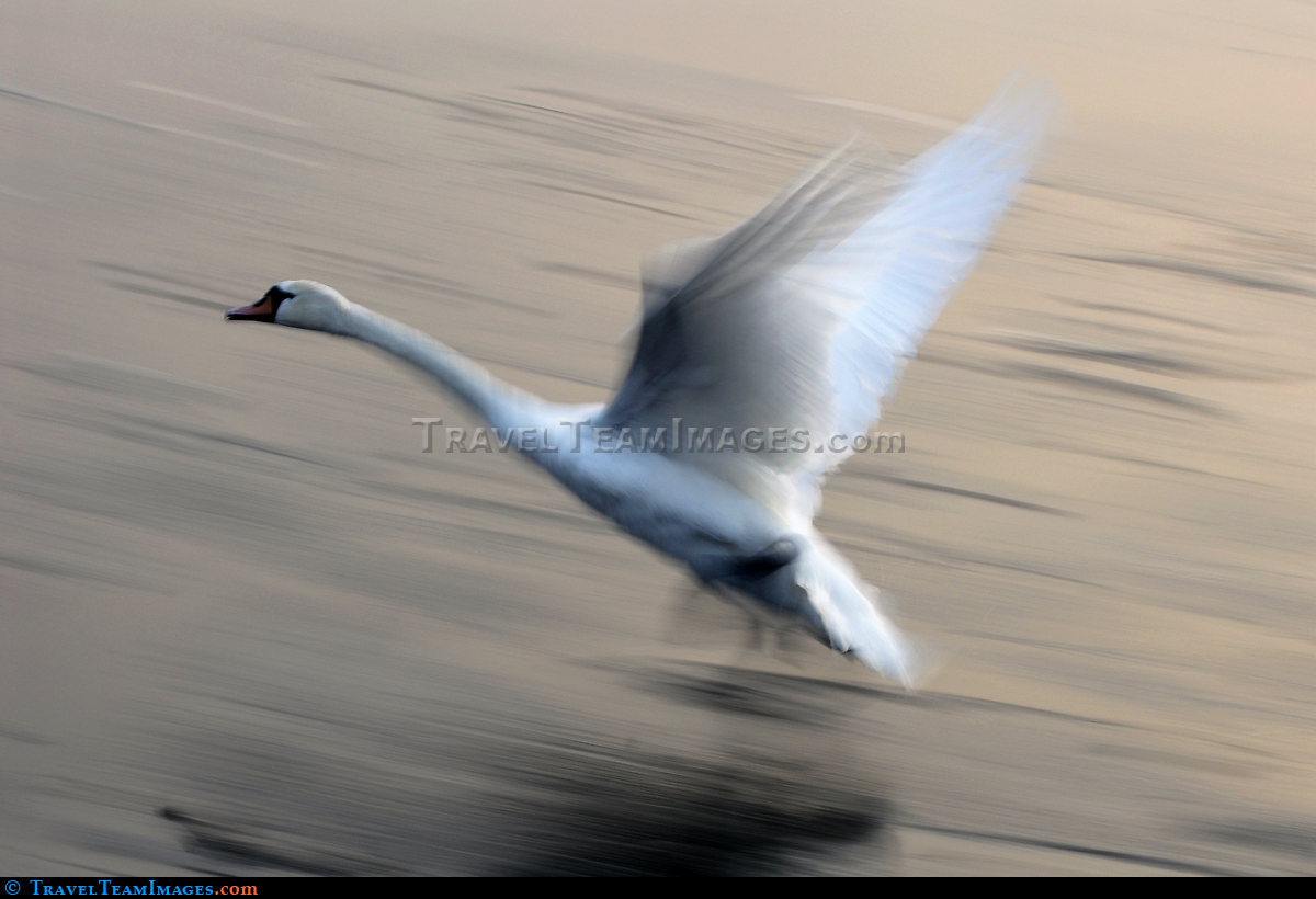 Swan on Vistula