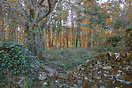 Autumn view of Penrhos woodland, Holyhead, Anglesey.