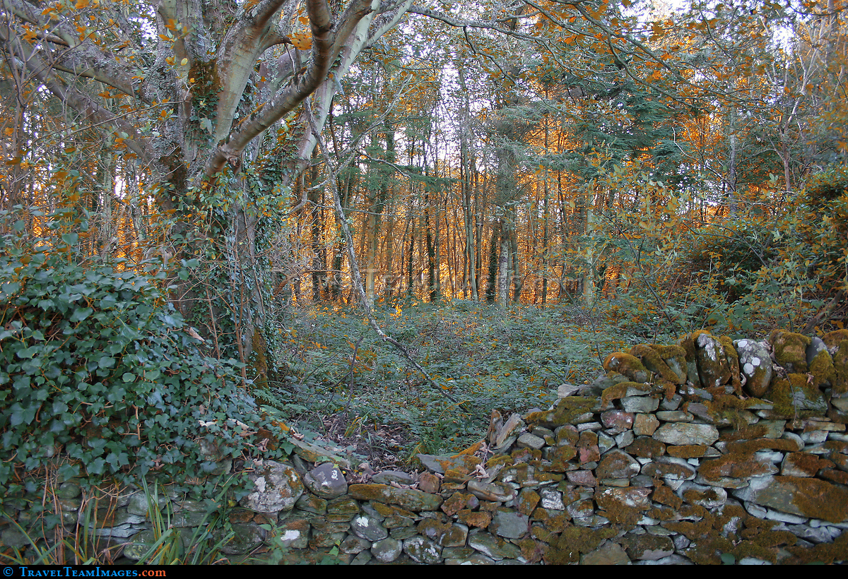 Penrhos woodland at Autumn