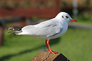 Seagull looking for food at Penrhos bird sanctuary