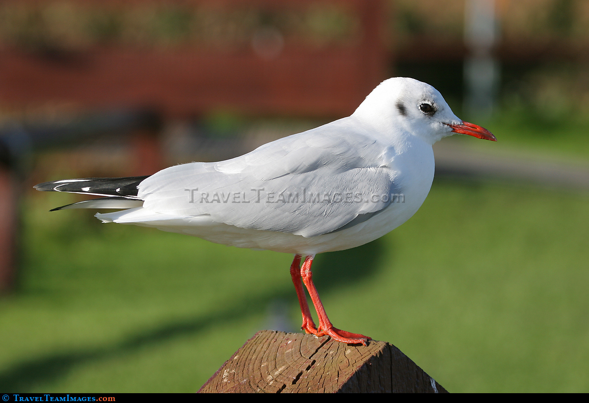Seagull