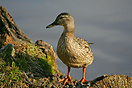 Duckling on a log at Penrhos bird sanctuary, Holyhead, Anglesey.