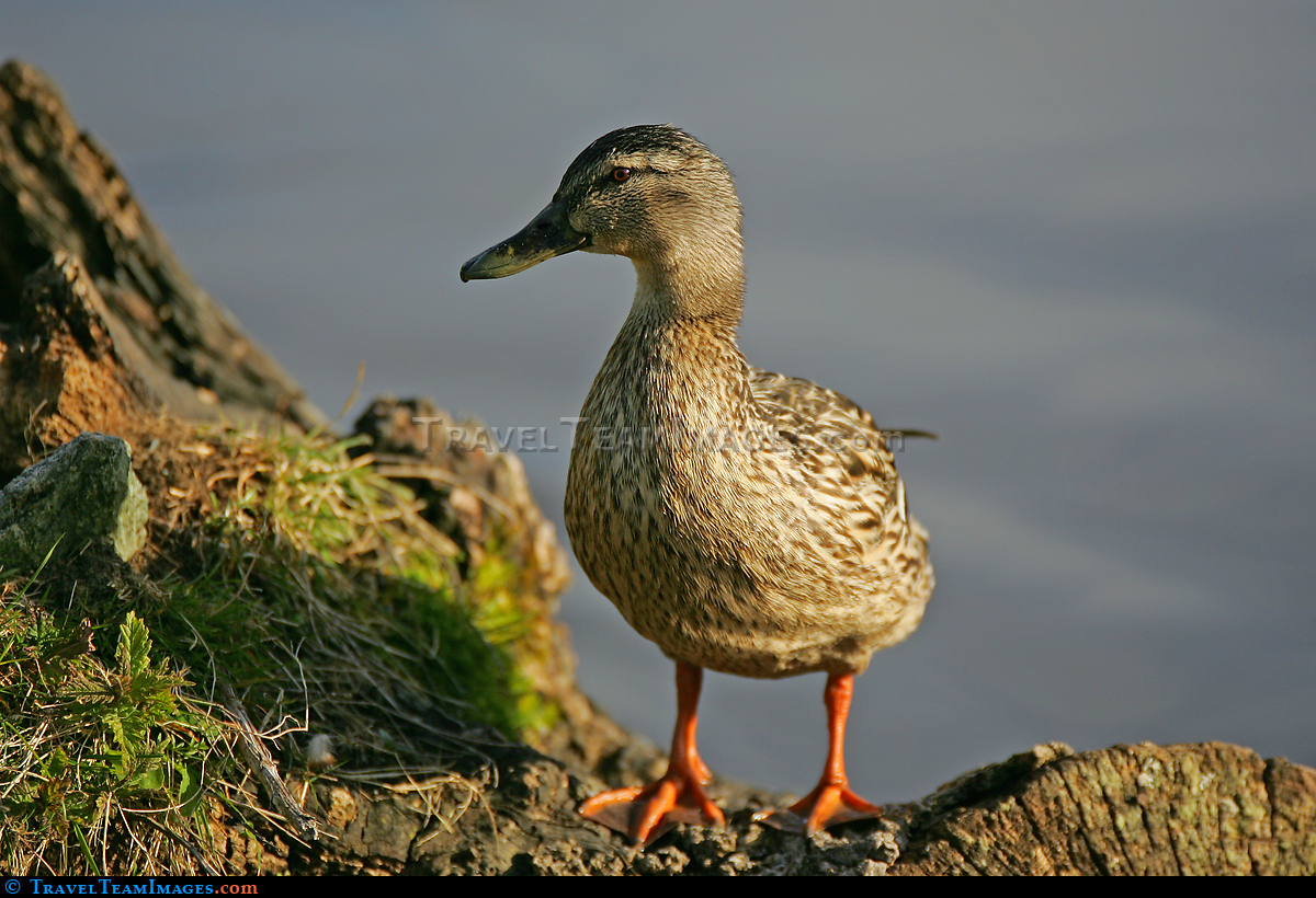 Duckling at Dusk
