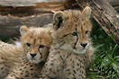 Two cubs at the Cheetah Outreach Centre
