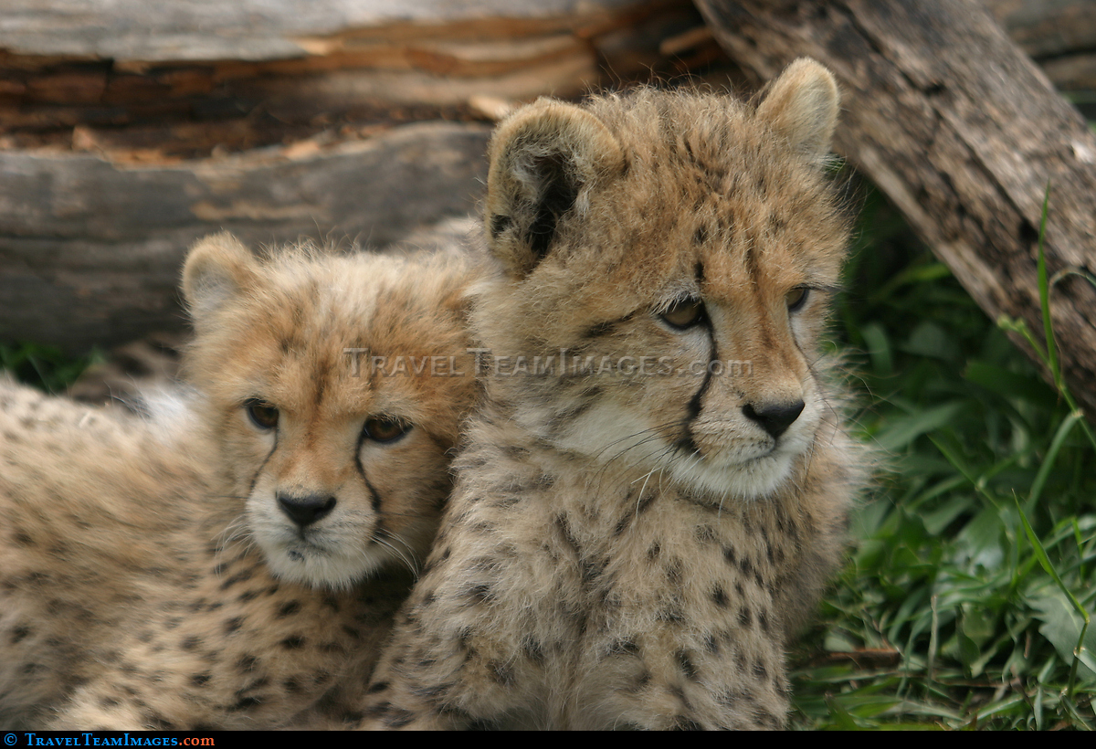 Cheetah cubs