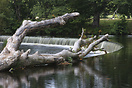 View of an old tree at a weir of the River Dee in the popular Welsh to...