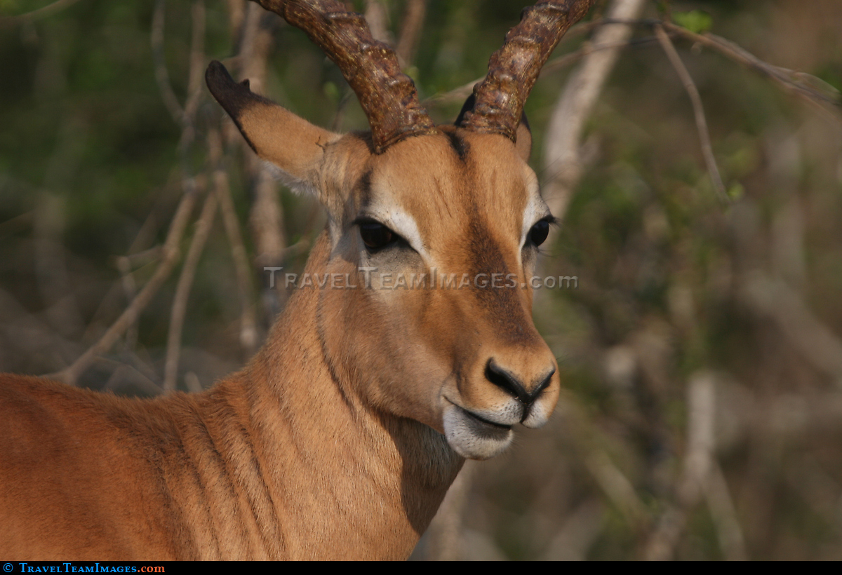 Impala in Kruger National Park