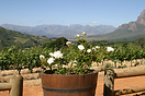The wine growing region around Stellenbosch near Cape Town