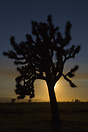 Joshua Tree photographed at Sunset while visiting Joshua Tree National...