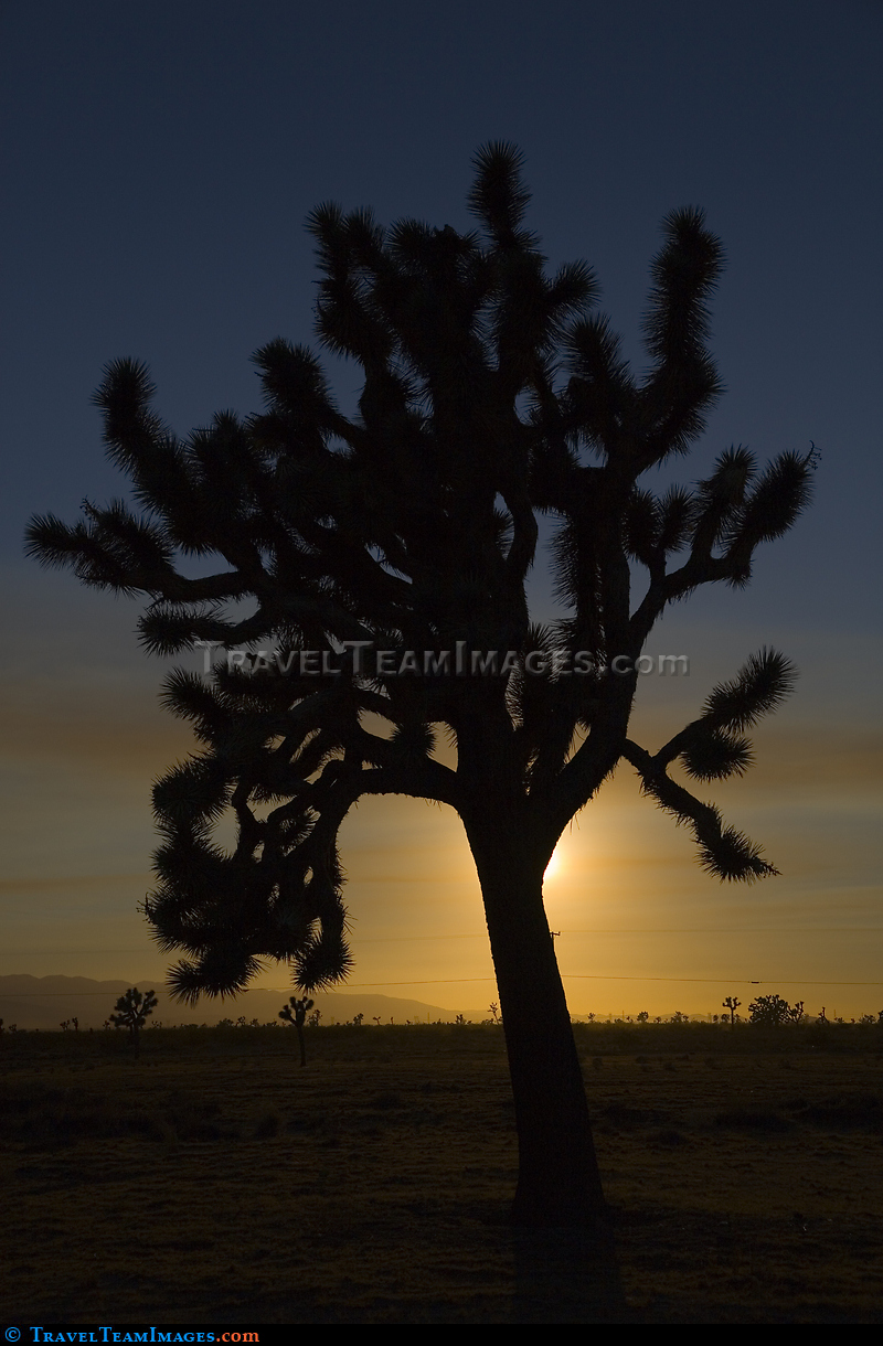 Joshua Tree National Park