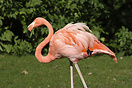 Flamingo in Berlin Zoo