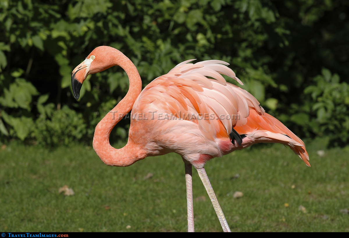 Flamingo in Berlin Zoo