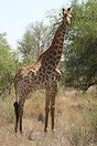 One of the Giraffes that inhabit Kruger National Park in South Africa