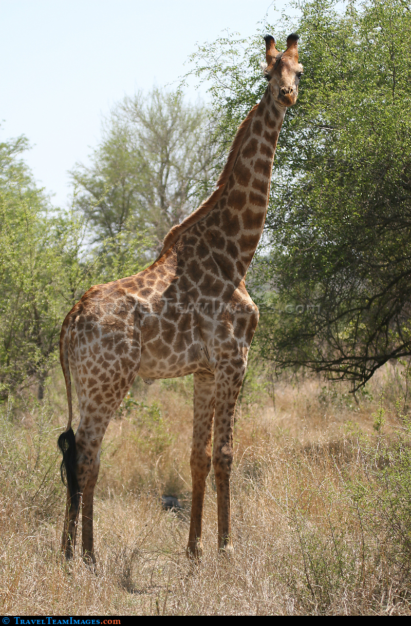 Giraffe in Kruger National Par