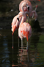 Pink Flamingos at Welsh Mountain Zoo