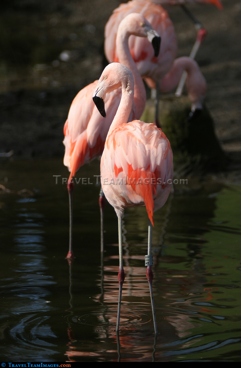 Flamingos at Welsh Mountain Zo