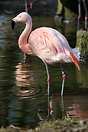 Pink flamingo at Welsh Mountain Zoo