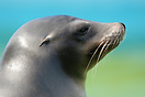 Sea Lion at Welsh Mountain Zoo