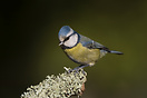 Blue Tit (Parus caeruleus)