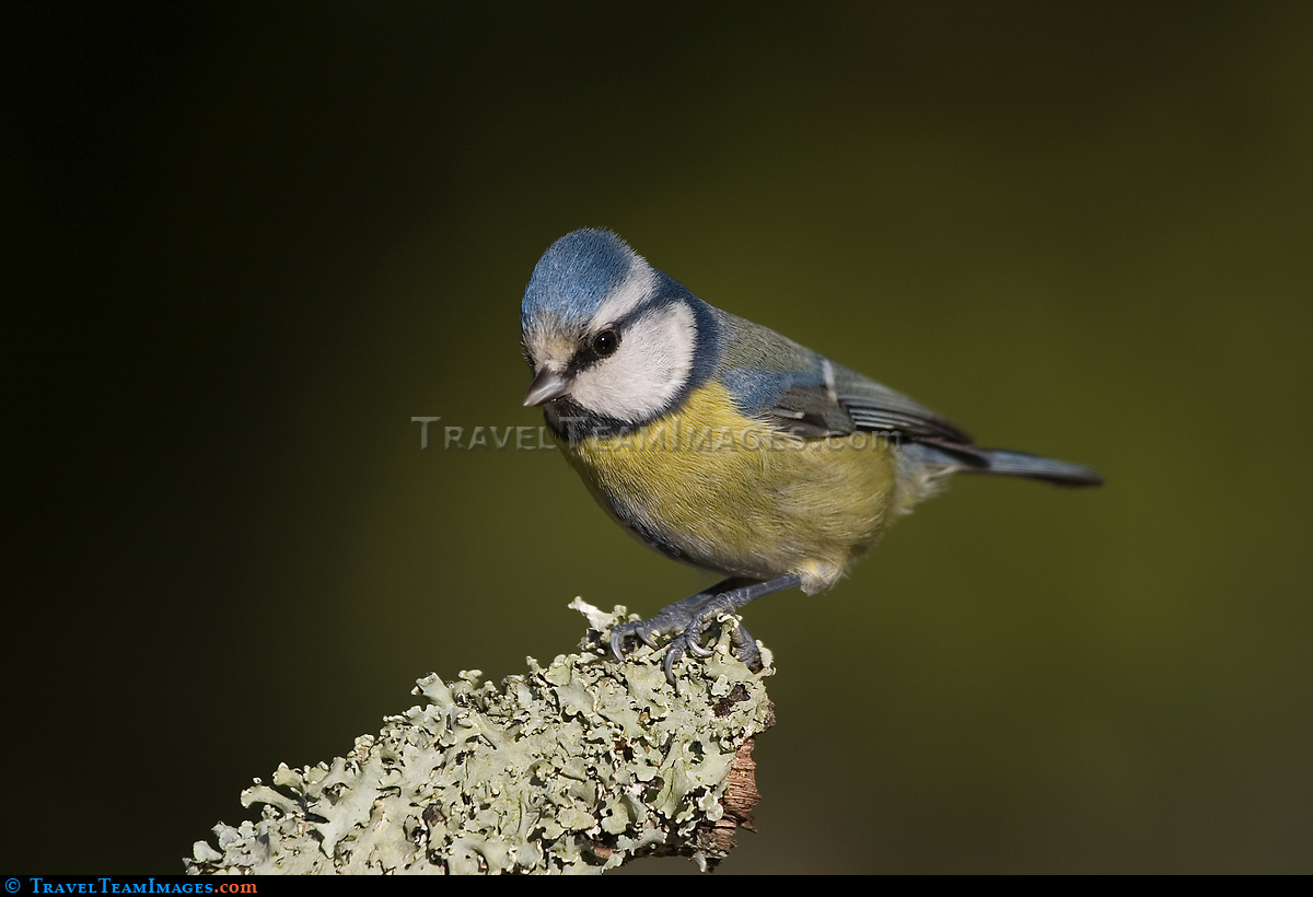 Blue Tit