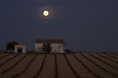 Moon over a vinyard in Daimiel, Ciudad Real