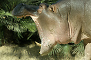 Hippo with mouth wide open, Berlin Zoo