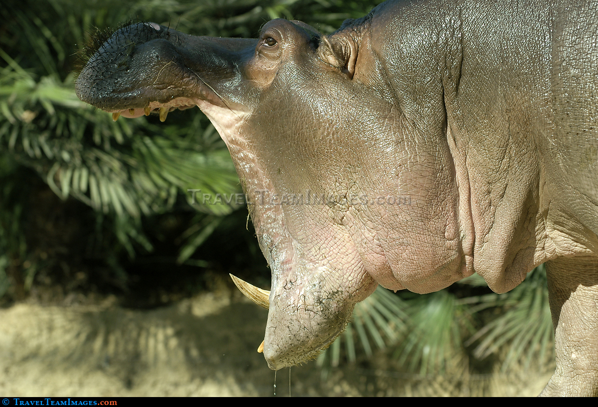 Hippo at Berlin Zoo