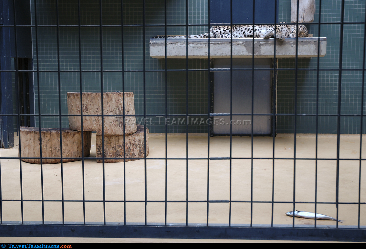 Leopard at Berlin Zoo