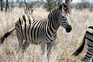 Part of a herd of Zebra in Kruger National Park