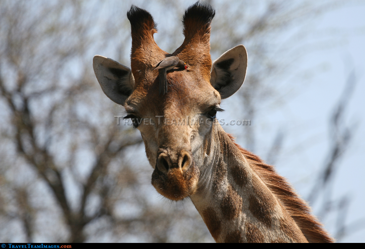 Giraffe, Kruger National Park