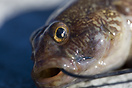Fish Caught On A Hook