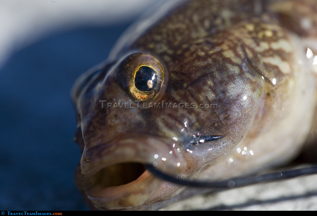 Caught On A  Hook