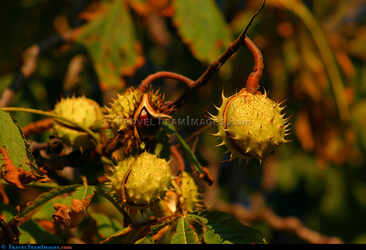 Horse Chestnut Tree