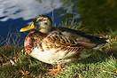 Mallard (Anas platyrhynchos), Copenhagen