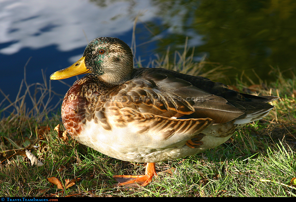 Duck