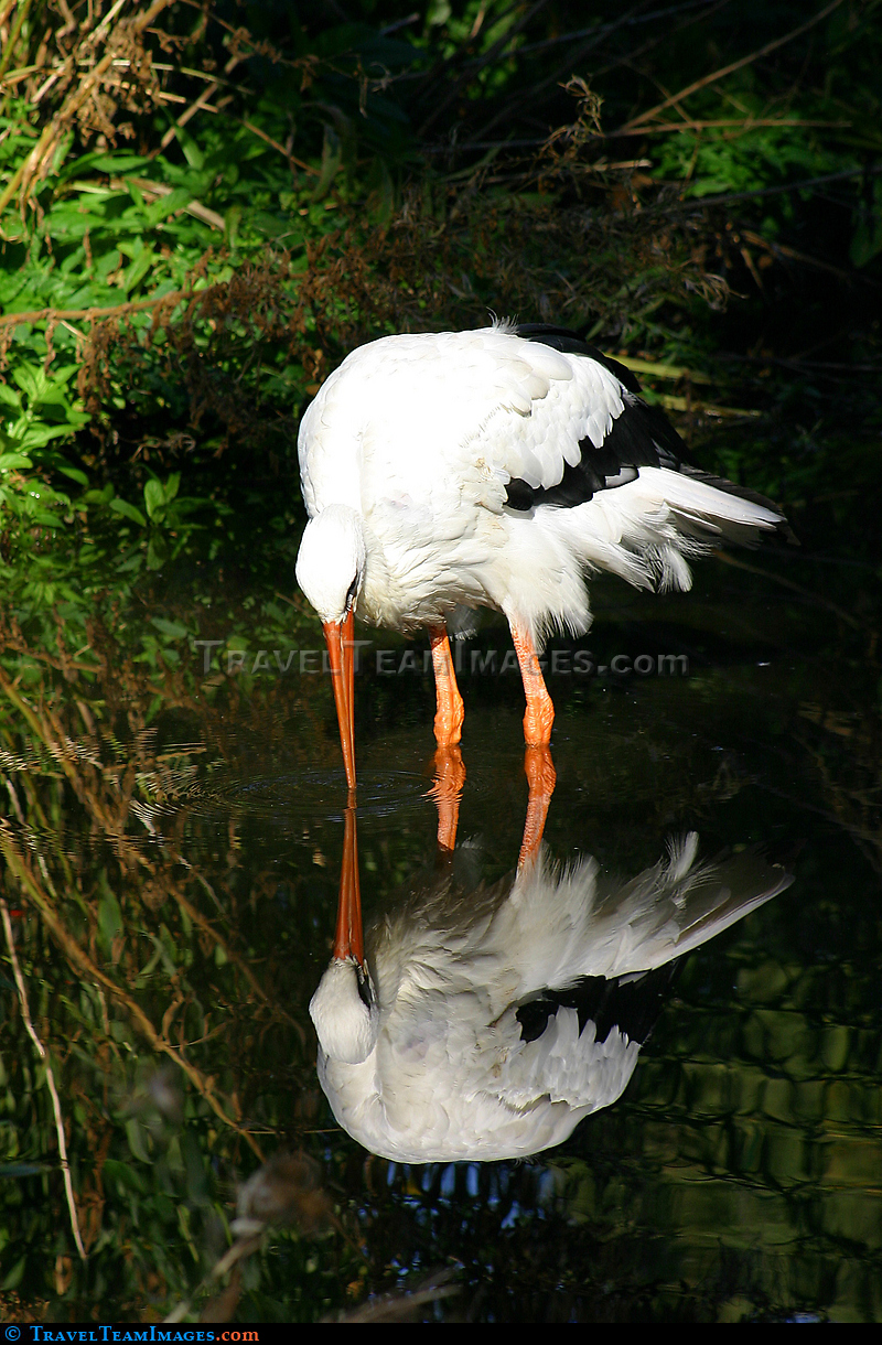 Bird Reflection