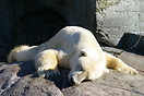 A Very Tired Polar Bear at Copenhagen Zoo