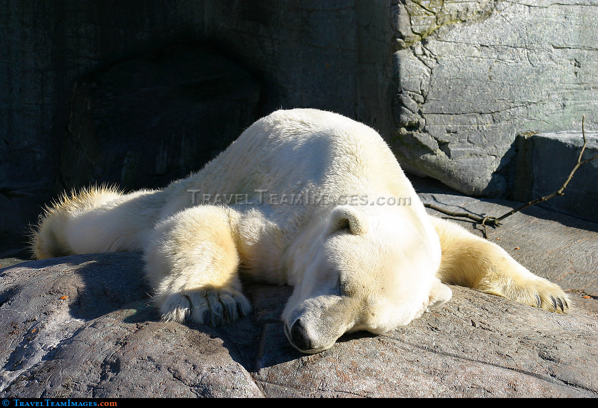 Sleepy Polar Bear