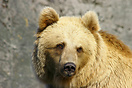 Grizzly Bear at Copenhagen Zoo