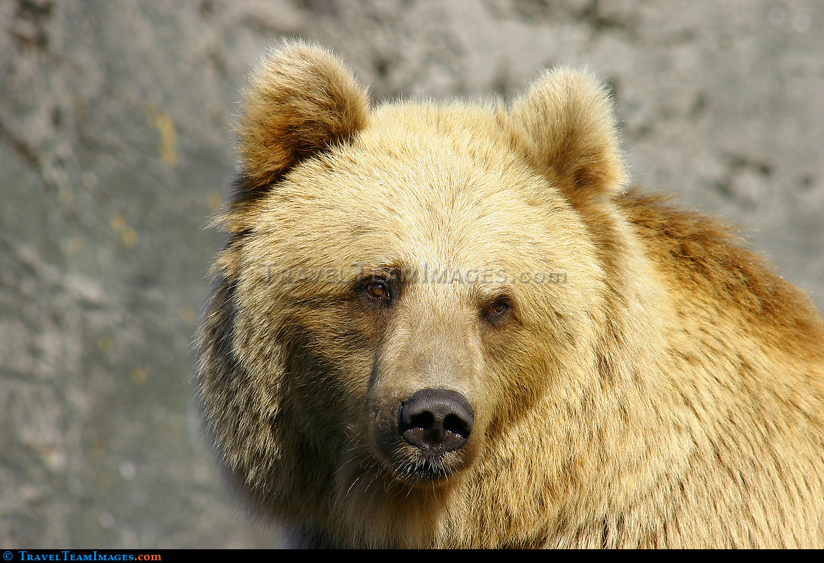 Grizzly Bear