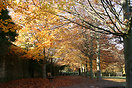 Trees shedding leaves during the autumn in Bramhall Park, Cheshire